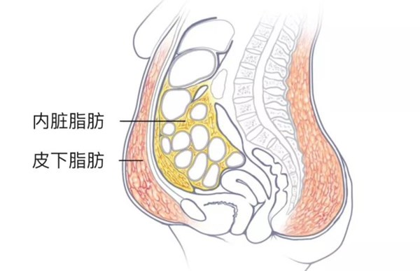 內(nèi)臟脂肪和皮下脂肪對(duì)比.jpg